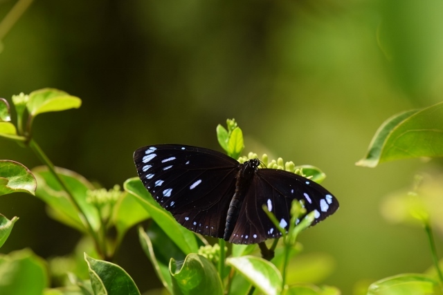 マルバネルリマダラ ・ ツマムラサキマダラ ・ オオゴマダラ : 蝶・旅の友