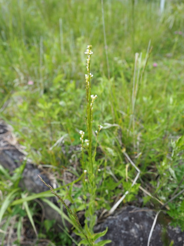 f0372177_21595730.jpg