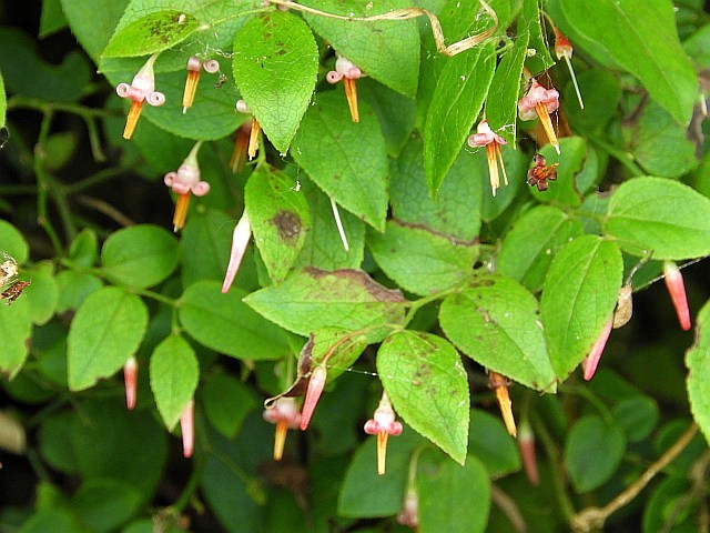 f0378979_12312107.jpg