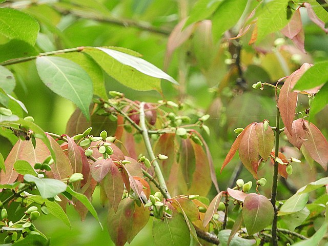f0378979_12475892.jpg