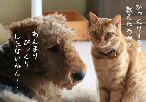 a0216583_21380245.png