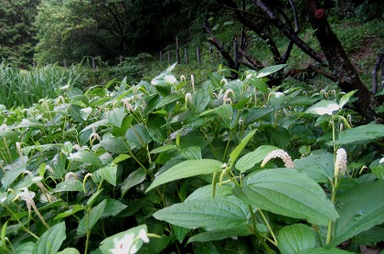 半夏生・岩沙参　錦織公園_c0229483_09284.jpg