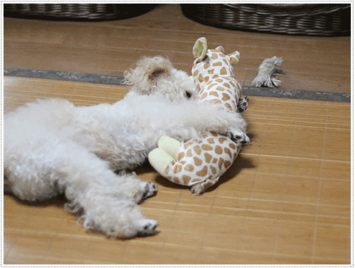 b0175688_21145648.gif