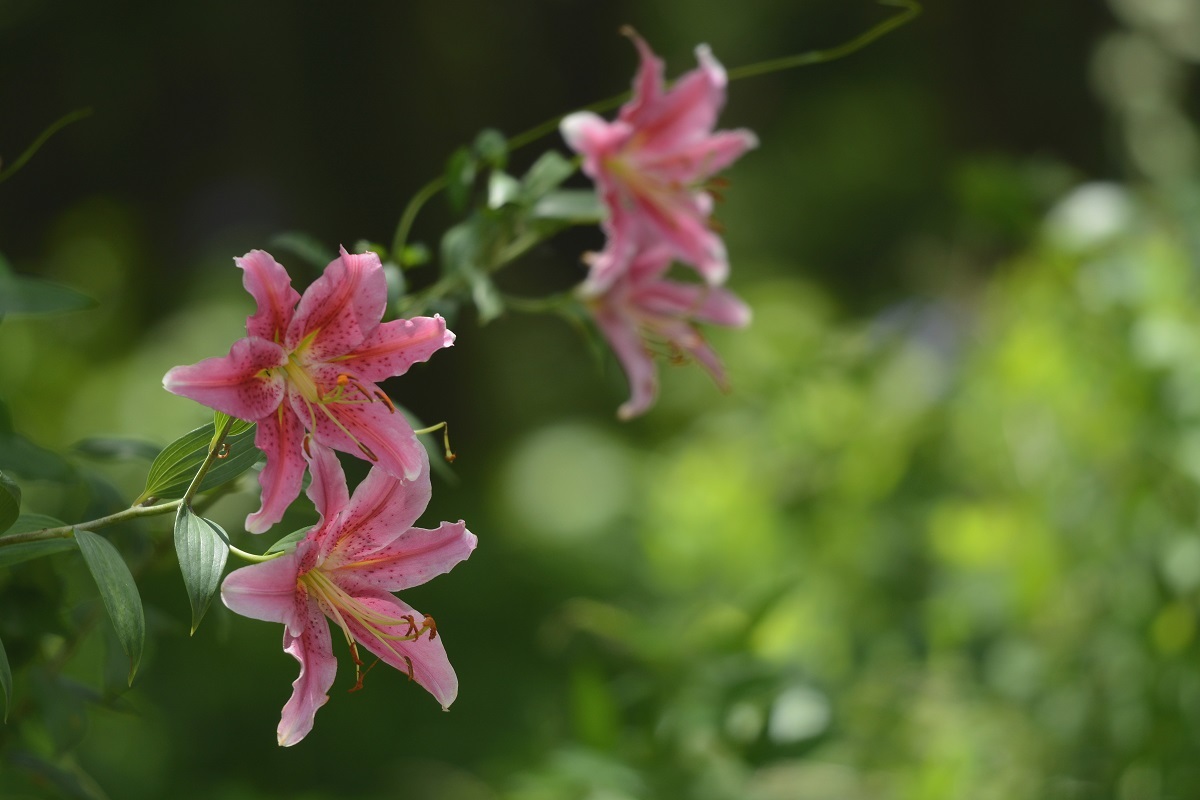 山百合の花咲いて_e0353790_21081249.jpg