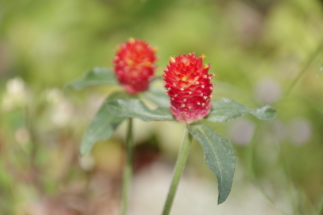 細々と薔薇が咲くマイガーデン_b0356401_00355672.jpg