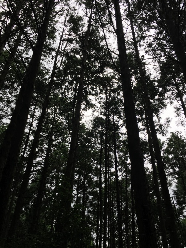 b0220002_21194353.jpeg