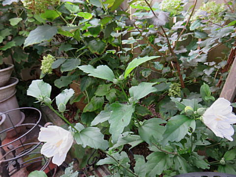 d0046702_07291942.jpg