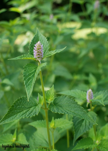 裏庭の花壇と植物の様子(2018年6月下旬)_b0253205_06123095.jpg