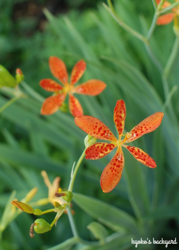 裏庭の花壇と植物の様子(2018年6月下旬)_b0253205_06131563.jpg