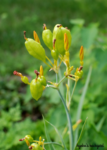 裏庭の花壇と植物の様子(2018年6月下旬)_b0253205_06132610.jpg