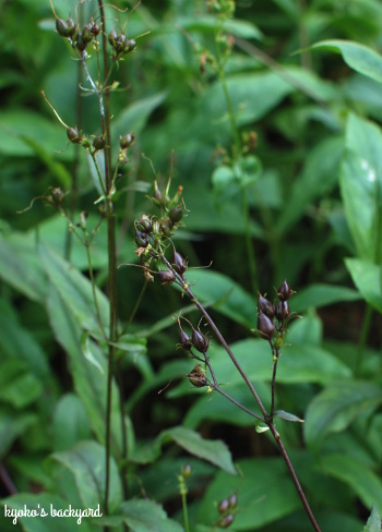 裏庭の花壇と植物の様子(2018年6月下旬)_b0253205_06135465.jpg