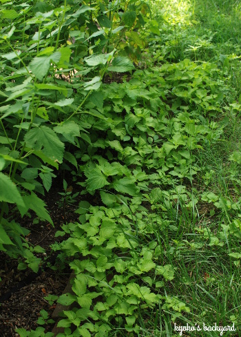 裏庭の花壇と植物の様子(2018年6月下旬)_b0253205_06144798.jpg