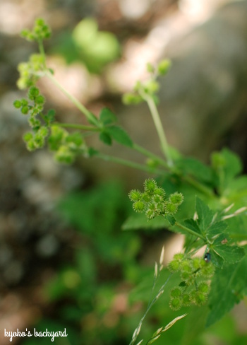 裏庭の花壇と植物の様子(2018年6月下旬)_b0253205_06150245.jpg