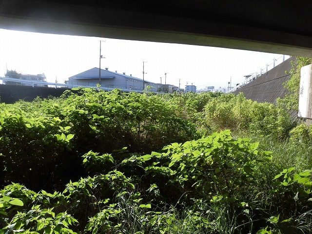最後はバテバテ! 梅雨明けを思わせる暑さの中で「小潤井川 友の会」の草刈り清掃_f0141310_06430315.jpg