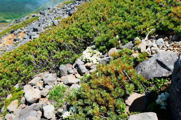 d0170615_18174244.jpg