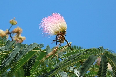 e0373815_13321693.jpg