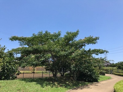 e0373815_13322030.jpg