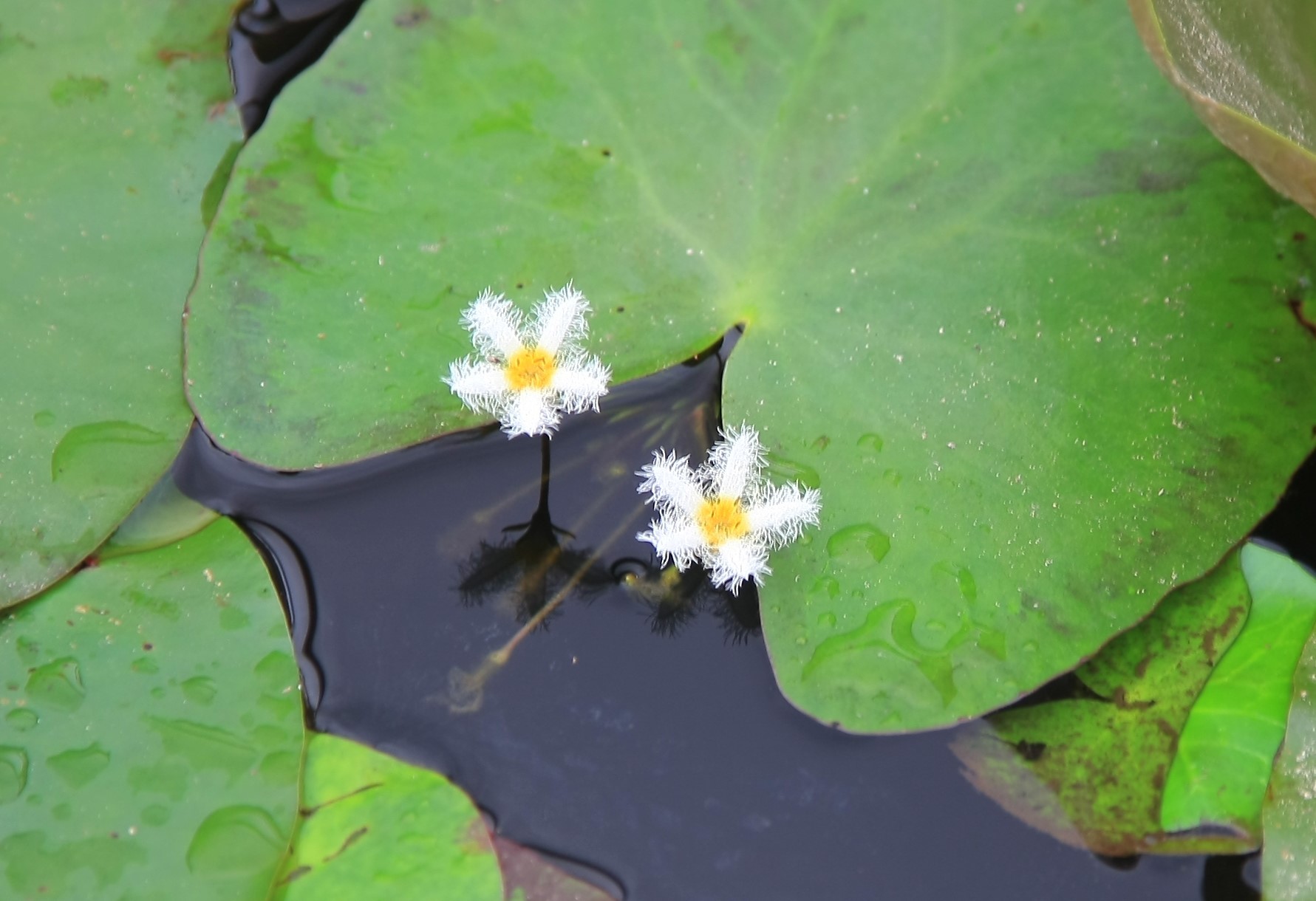浮葉植物 ３８４３ 山とカメラとオカリナと 彡異邦人
