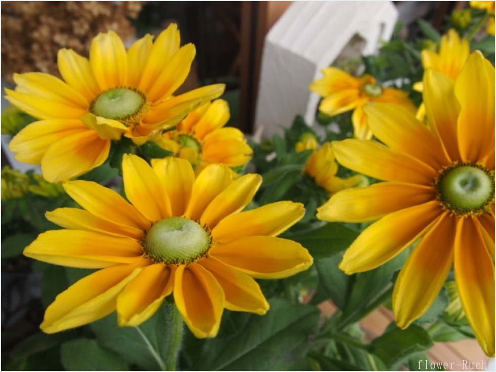 季節の花 ルドベキア プレーリーサン ルーシュの花仕事