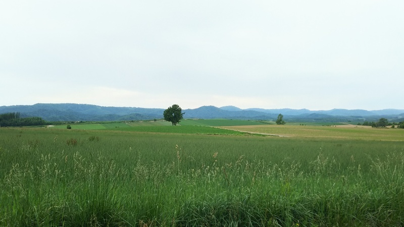 美瑛の景色 ☆富良野・美瑛の旅 ⑨☆_e0305834_23030778.jpg