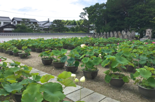 奈良のあじさい寺「矢田寺」へ_b0325640_10261037.jpg