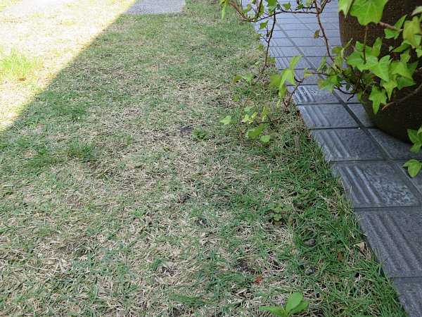 18年7月5日 芝生の手入れ 今日の風に吹かれましょう 18年7月5日 芝生の手入れ 今日の風に吹かれましょう