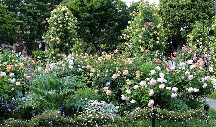 Garden Storyさんにて「横浜とバラの歴史を刻み続ける横浜山手の港の見える丘公園」の記事が掲載されました。_d0296341_10225917.jpg