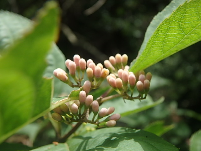 f0334143_7434264.jpg