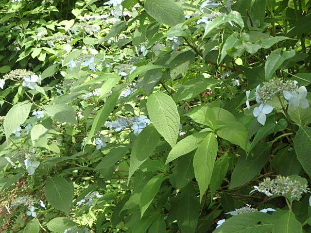 f0334143_7435261.jpg