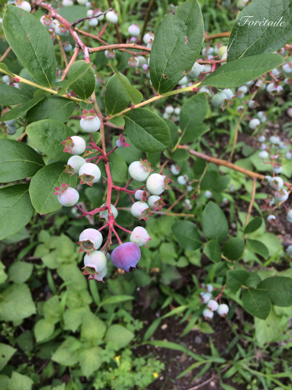 La ｍyrtille et la framboise_f0377243_11423618.jpg