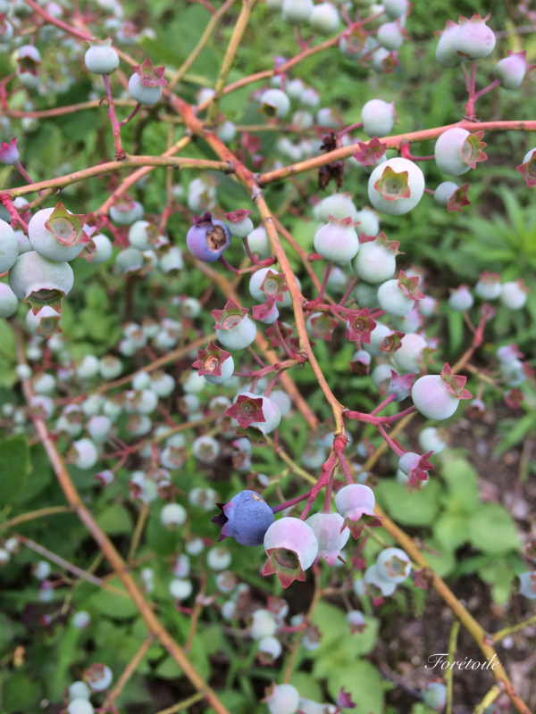 La ｍyrtille et la framboise_f0377243_11425625.jpg