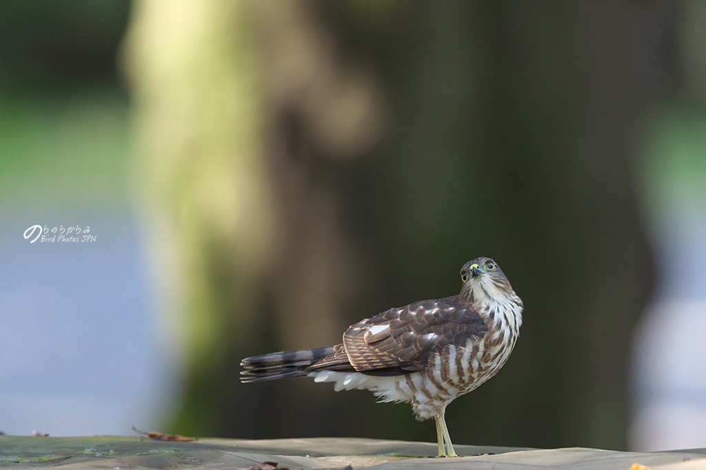ツミの幼鳥 #1:2018年_d0360547_16281341.jpg