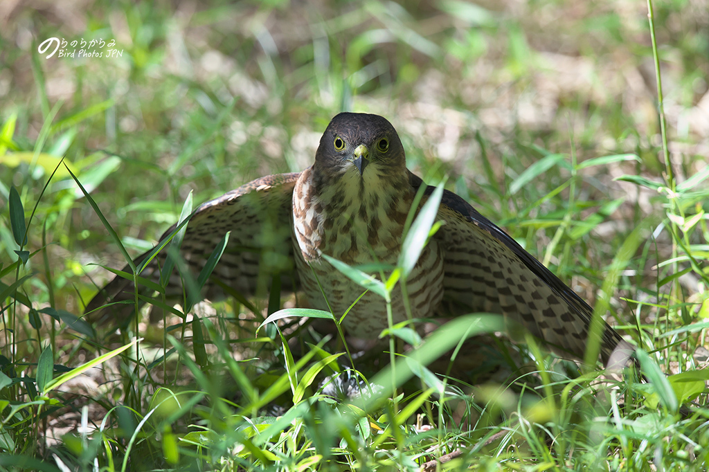 ツミの幼鳥 #1:2018年_d0360547_16281432.jpg
