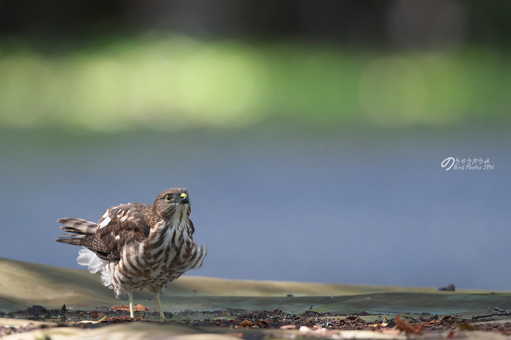 ツミの幼鳥 #1:2018年_d0360547_16281477.jpg