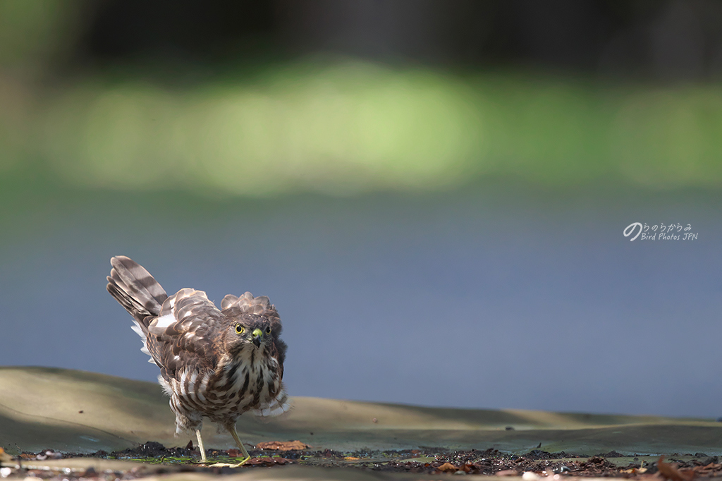 ツミの幼鳥 #1:2018年_d0360547_16281490.jpg
