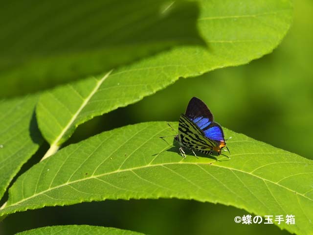 2018年6月下旬　キマダラルリツバメ_b0107948_06074717.jpg