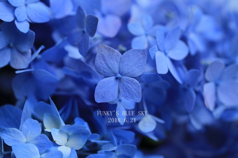 庭のブーケ*** （6月２１日・紫陽花） - FUNKY'S BLUE SKY