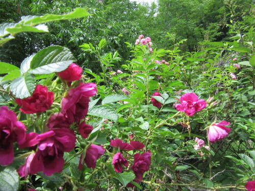 野ばらに近いようなタフで可愛い薔薇の原種_b0247153_10004355.jpg