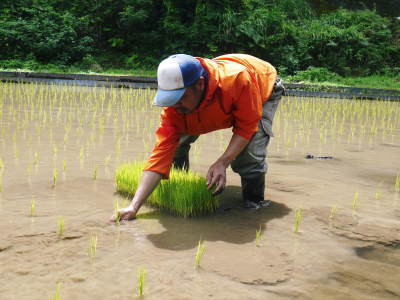 米作りへの挑戦！田植え(手植え)の様子　その3：ひとり農業！1苗1苗黙々と、声かけながら・・・_a0254656_16421049.jpg