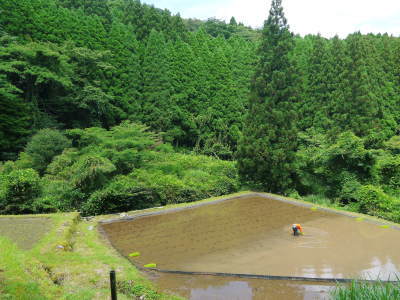 米作りへの挑戦！田植え(手植え)の様子　その3：ひとり農業！1苗1苗黙々と、声かけながら・・・_a0254656_16452294.jpg