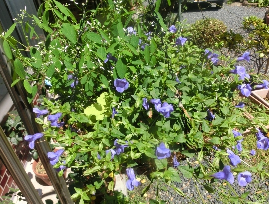c0328559_16171423.jpg
