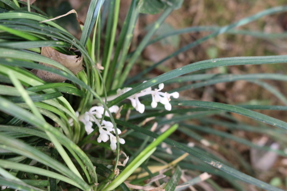 竜の髭 リュウノヒゲ ひげ爺の花便り