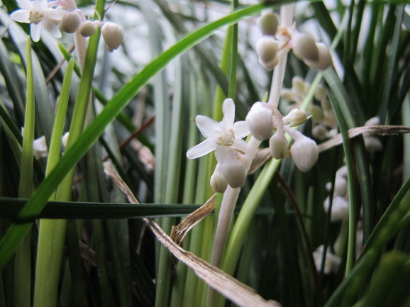 竜の髭 リュウノヒゲ ひげ爺の花便り