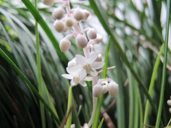 竜の髭 リュウノヒゲ ひげ爺の花便り