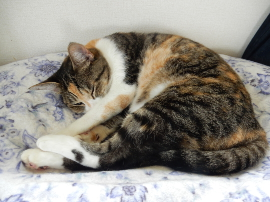 ’18,7,4(水)6月の花々!_f0060461_08261592.jpg