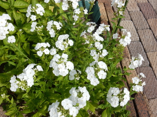 ’18,7,4(水)6月の花々!_f0060461_08351750.jpg