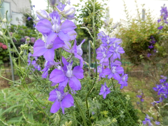 ’18,7,4(水)6月の花々!_f0060461_08591211.jpg