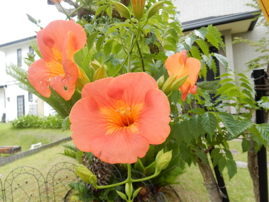 ’18,7,4(水)6月の花々!_f0060461_09001667.jpg