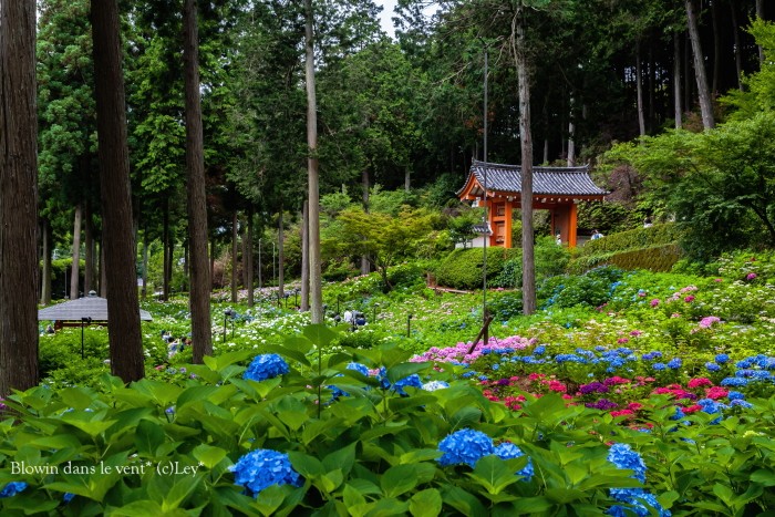 紫陽花寺へ..._f0251765_1674476.jpg