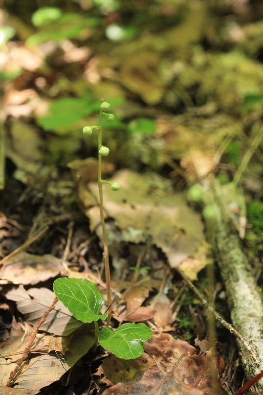 e0304170_21255174.jpg